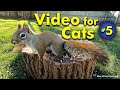 American Red Squirrels Love Peanuts - Video for Cats
