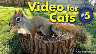 American Red Squirrels Love Peanuts - Video for Cats | Video 5