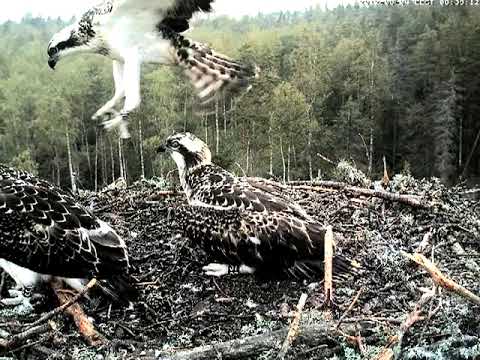 eesti energia Osprey nest - More wing exercises, August 2012