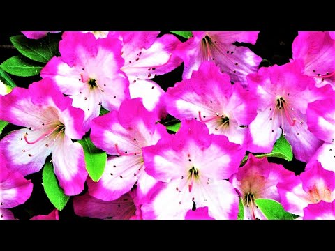 Video: Hortenzije otporne na toplinu - postoje li grmovi hortenzije otporni na sušu