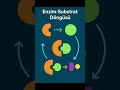 Enzim‑Substrat Döngüsü #Substrat #EnzimSubstrat #Biyoloji #HızlıTepkime