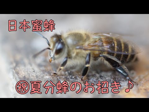 ニホンミツバチが5月の8日に文蜂しましたよかったらお譲り
