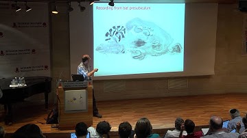 Nachum Ulanovsky: Neural codes for 2-D and 3-D space in the hippocampal formation of bats