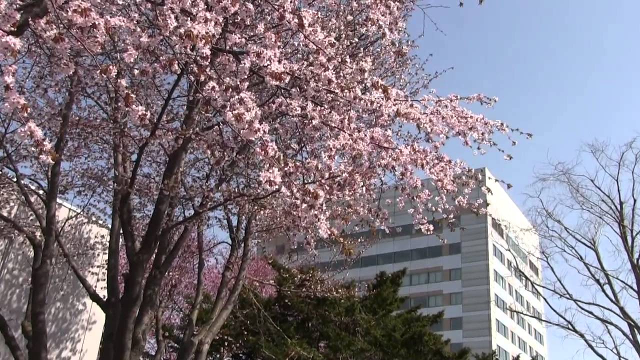 15苫小牧市の桜 あちらこちらをまとめて Youtube