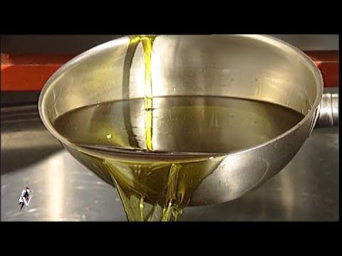 marchesa notte Jesi sempre più capitale dell' olio di qualità