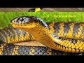 ТОП 10 самых опасных змей мира