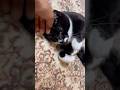 愛おしい甘えん坊猫のゴロゴロ🐈ハチワレ猫ざきお【猫動画を