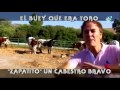 El Buey Que Era Toro, Zapatito Un Cabestro Bravo