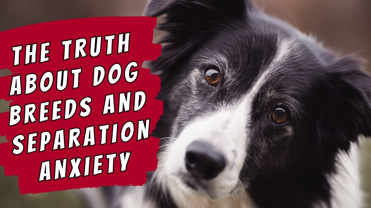 Image showcasing Separation Anxiety in Dogs: Which Breeds Are Most Affected? - YouTube
