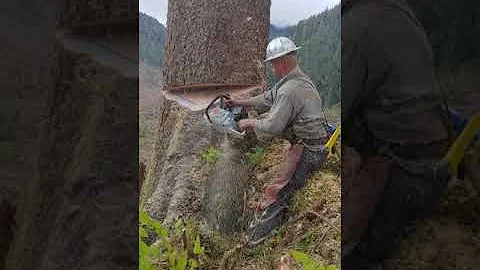 Stihl Slinger slaying in the wind