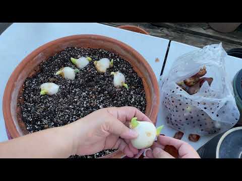 How to Plant a Tulip Bulb