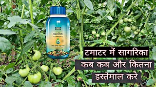 Tamatar Ki Fasal Me Sagarika Ka Istemal Iffco Sagarika Praveen Thakur