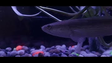 Lóc Tiểu Hoàng Đế - Channa Stewartii