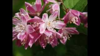 Deutzia x hybrida 'Strawberry Fields' video