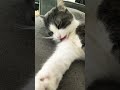 Kitty cleaning ASMR