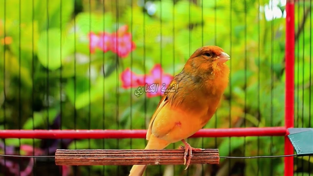 Расслабляющие звуки бельгийской канарейки для медитации и глубокого сна ASMR