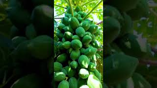 Seedless Papaya ! Without Seed papaya plant#viral #agriculture #variety #trending  #farming #papaya