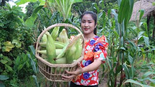 After A Heavy Rain, I Harvest Corn In My Backyard For My Recipe / Cooking With Sreypov