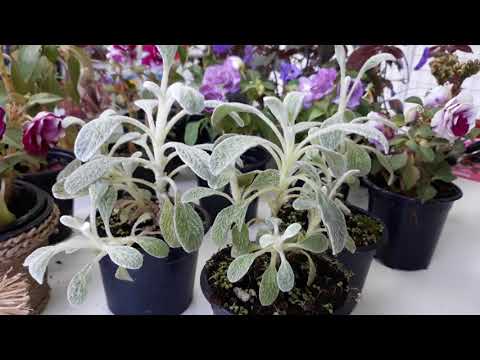 Видео: Полезни свойства на широко разпространено растение - теснолистен чай от върба