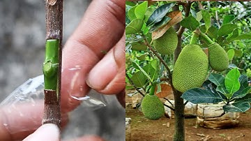Bud Grafting Jackfruit