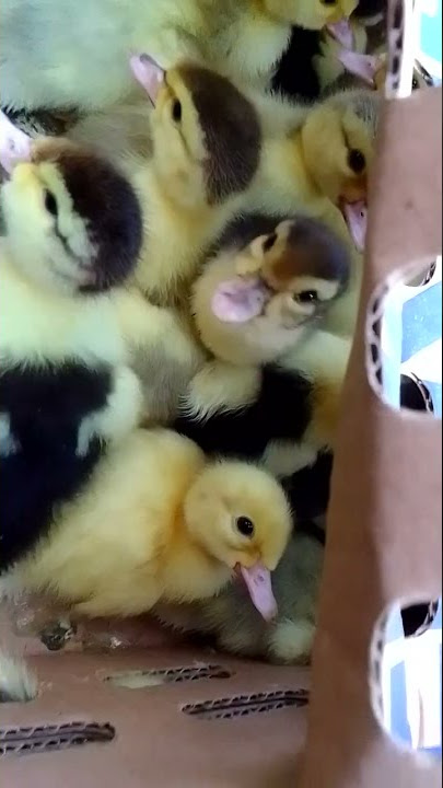 DOD entok siap kirim bayar ditempat 083147246961