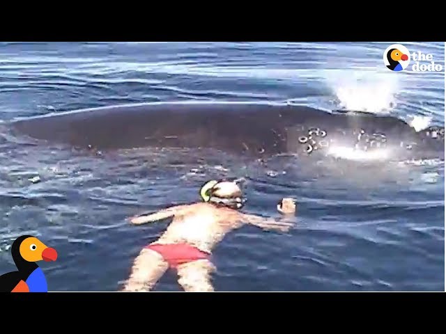 Family Rescues Whale Tangled In Net  | The Dodo class=