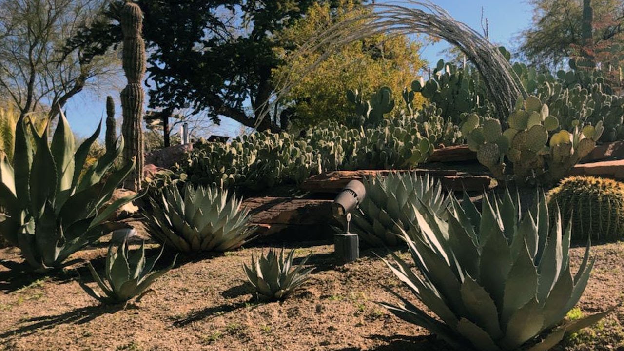 Las Vegas Desert Cactus Agave Botanical Garden Tour Ethel M