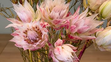 Introducing Blushing Bride Protea