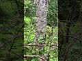 Bull moose Isle Royale