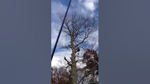 Taking a Dead Beech Top with a 40 Ton Crane