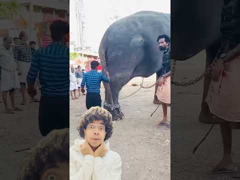 اكبر فيل فى العالم