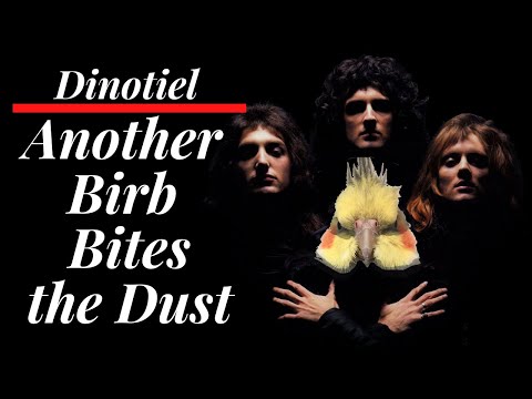 Cockatiel Singing Another One Bites the Dust - Queen