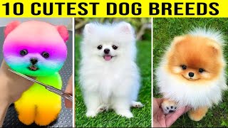 10 Cutest Dog Breeds by PawPrints Perfect 152 views 3 weeks ago 7 minutes, 59 seconds