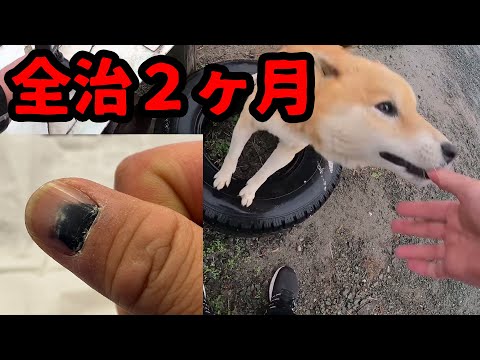 【閲覧注意】柴犬に噛まれた…しかも飼い主が放った言葉が衝撃的だった…