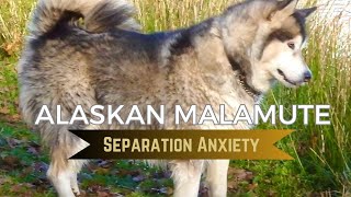 SEPARATION ANXIETY - Alaskan Malamutes.