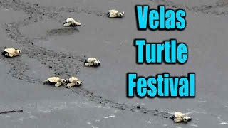 Velas Turtle Festival | Baby Olive Ridley sea turtles oceanic steps | World Turtle Day