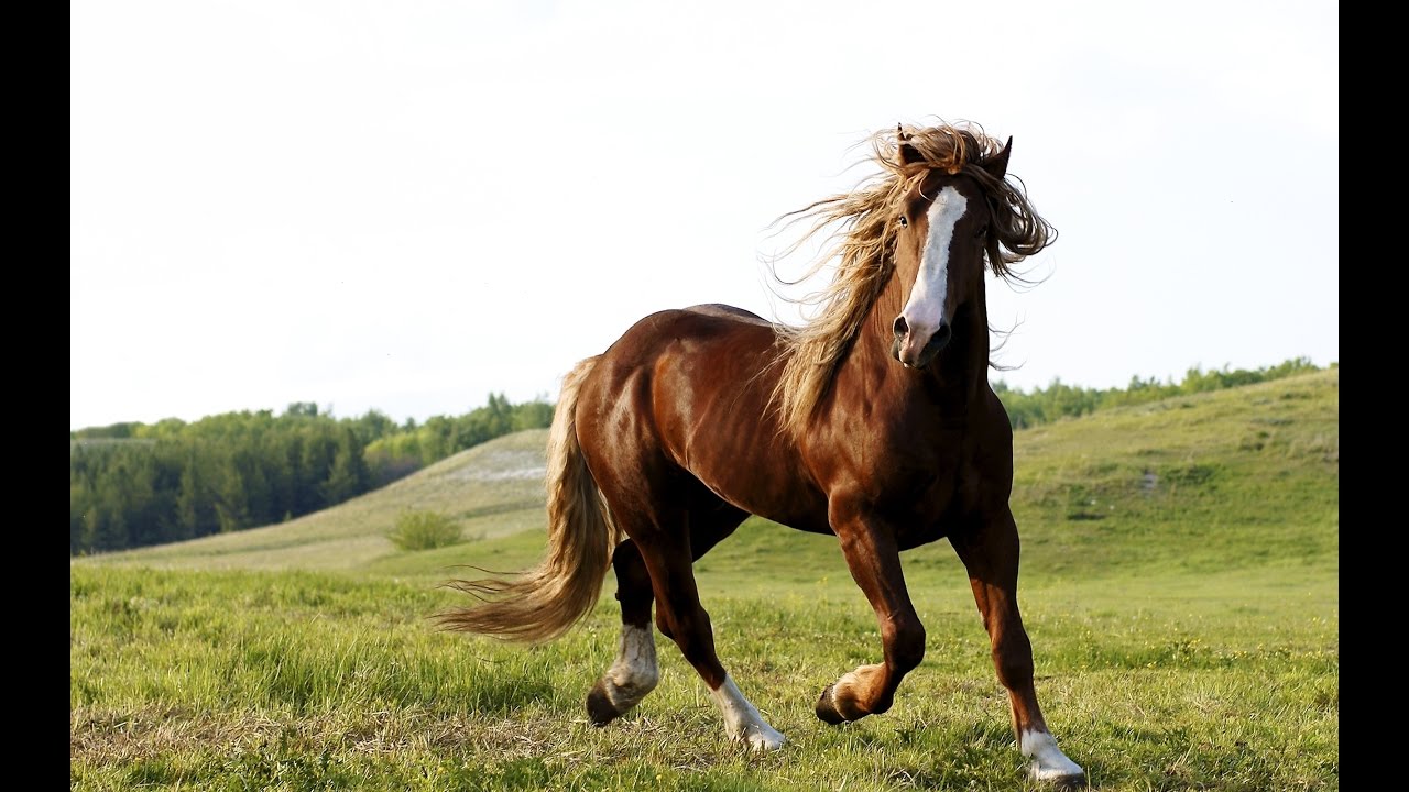 Koňáci - Motivační video