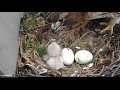 First Feeding For Red-tailed Hawk Chick "I1" On Morning After Hatch – April 29, 2019