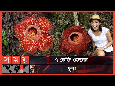 ভিডিও: Rafflesia Arnoldi এবং Amorphophallus Titanium - বিশ্বের বৃহত্তম ফুল