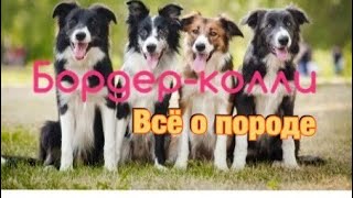 Бордер колли. Всё о породе. Бордер колли. Всё о породе.