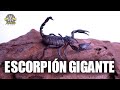 🦂  Escorpión GIGANTE  · Heterometrus de bosque || Salvajes