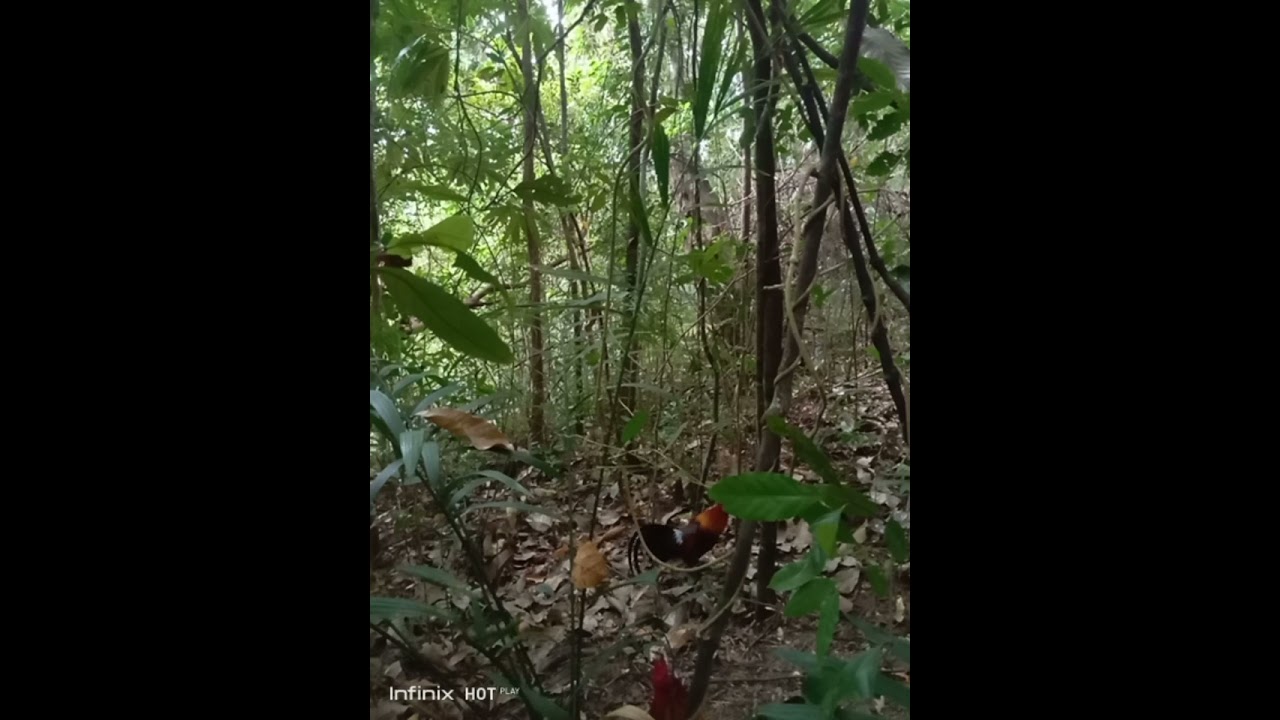 naka bitaw pero para saken Padin.🙏 huli Naman sa pataker#highligts#ayam