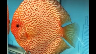 NADA Discus Show 2016 All 100+ Discus Fish Entries