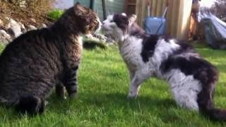 Unbelievable Cat Fight Hd 1080P