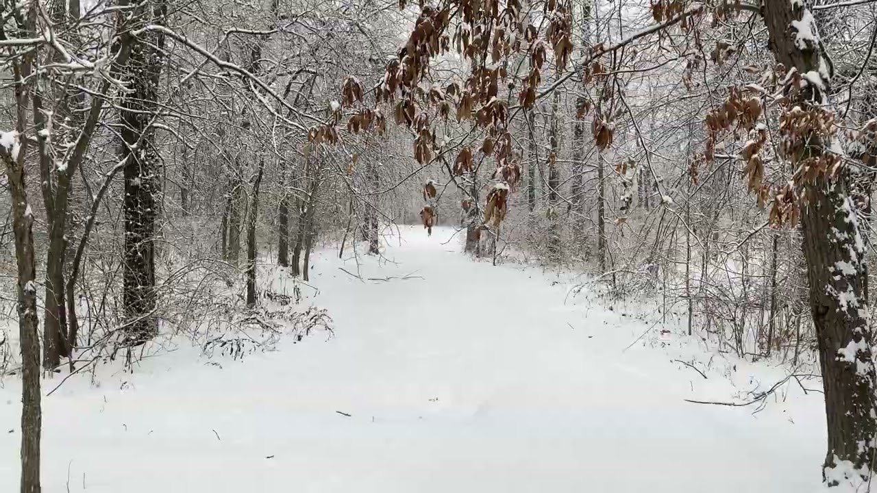 Relaxing Snowfall in a Scenic Snowy Forest! (Nature ASMR)