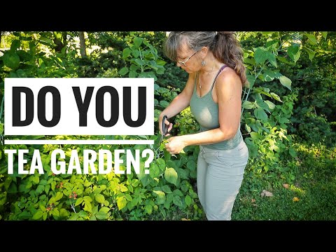 Growing & Harvesting