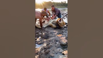 The male lion fought fiercely as we removed the python