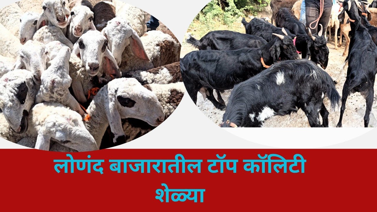 लोणंद बाजारातील चांगल्या क्वालिटीच्या शेळ्या 🔥 lonandgoat market #goat #goatmarket #goatfarming 