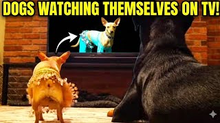 Chihuahua vs Rottweiler | Funniest Moments 🤣
