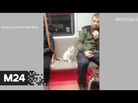 В столичном метро засняли необычного пассажира - Москва 24